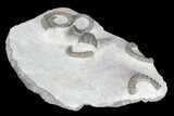 Multiple Devonian Ammonites (Anetoceras) on Rock - Morocco #87255-4